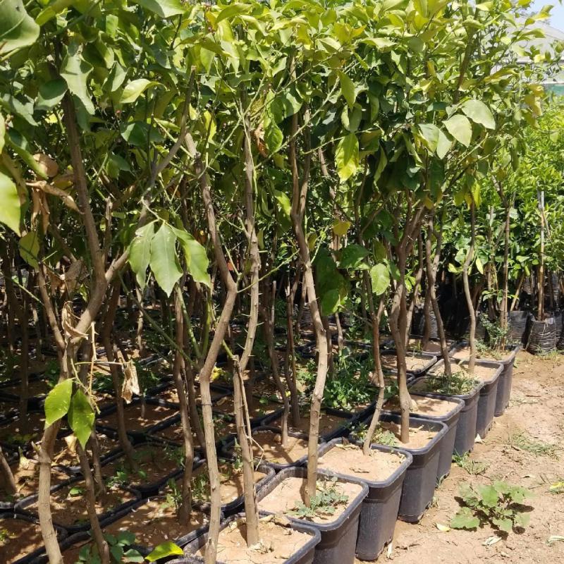 10 Yaş YEDİVEREN Limon Ağacı Saksılı (130 Cm Üzeri)